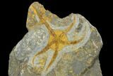 Ordovician Brittle Star (Ophiura) With Carpoid - Morocco #118172-1